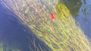 стример ВУЛЛИ БАГГЕР \ WOOLY BUGGER STREAMER #shortvideo