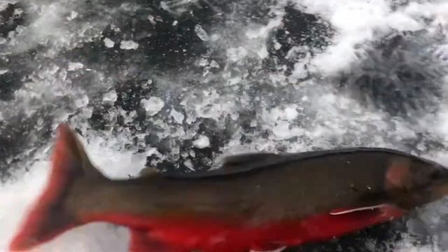 Røyefiske смотреть онлайн