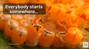 The Microsopic World Around Us Footage