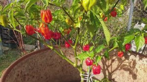 Перец горький хабанеро