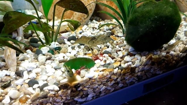 Креветка – хозяйка мотыля смотреть онлайн