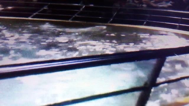 Показательное кормление скатов в Санкт - Петербургском океанариуме