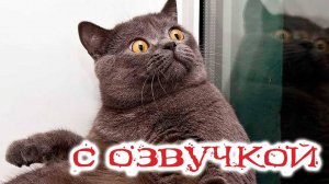 Приколы с котами! Смешные коты С ОЗВУЧКОЙ! ПРИКОЛЫ С ЖИВОТНЫМИ 2024