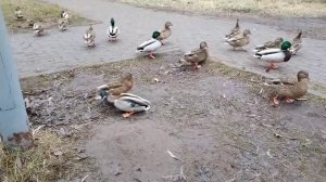 Кряквы на Белицком озере - Мостище (14 декабря 2019)