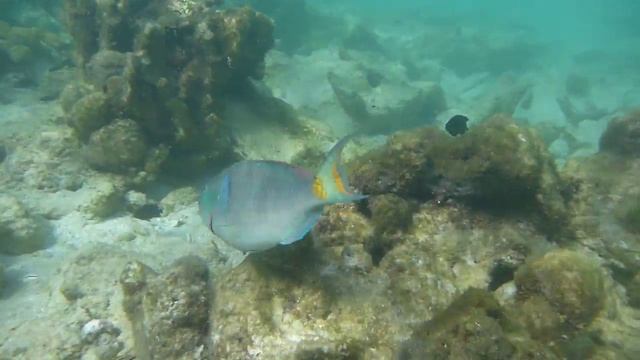 Parrot Fish , Los Roques смотреть онлайн