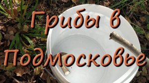 Грибы В Подмосковье Осенние Грибы В Павловском Посаде
