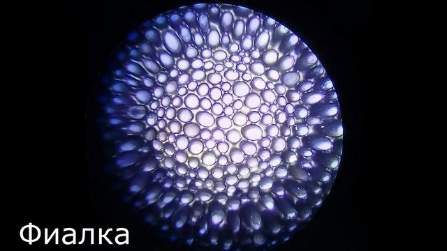 #1.Обычные вещи под микроскопом смотреть онлайн