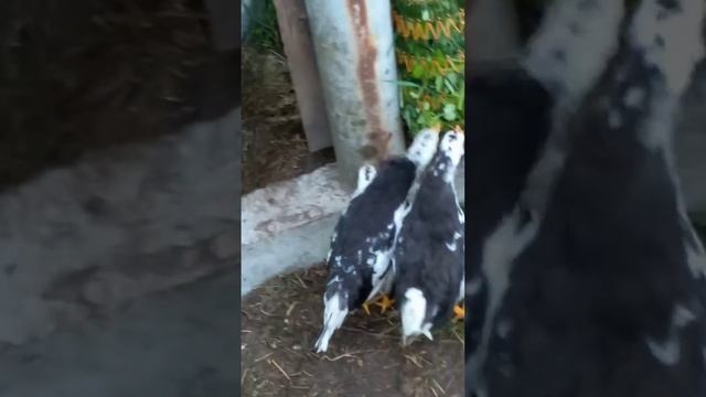 Моим цыплятам два месяца. Кормушка для травы. Часть 3. смотреть онлайн