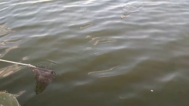 Рыбалка на Днепре 03.08.2019 смотреть онлайн