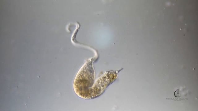 Pseudomonilicaryon anser  Ciliate under microscope