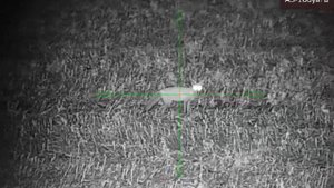 fox control with a hikmicro alpex 222rem