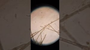 Вода под микроскопом