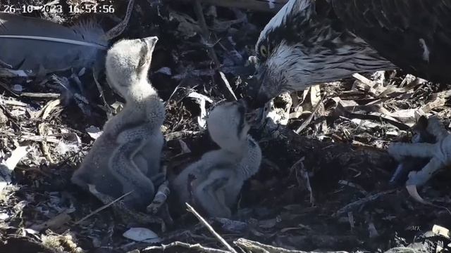 Port Lincoln Osprey 26 10 2023 1 ~ Mama karmi смотреть онлайн