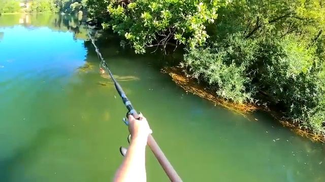 поклёвка крупного сома! смотреть онлайн