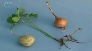 Разнообразие побегов. Подземные побеги