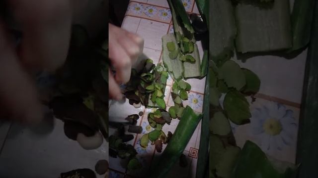 Хорошая наживка для рыбы смотреть онлайн