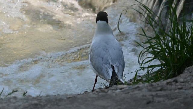 Черноголовая чайка на рыбалке смотреть онлайн