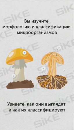 #микробиология #онлайнкурс #elearning #sike #обучение #биология #микроорганизмы