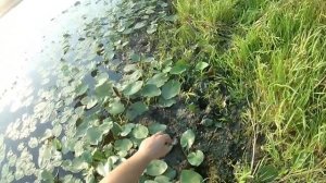 РЫБАЛКА ОСЕНЬЮ НА ПОПЛАВОК