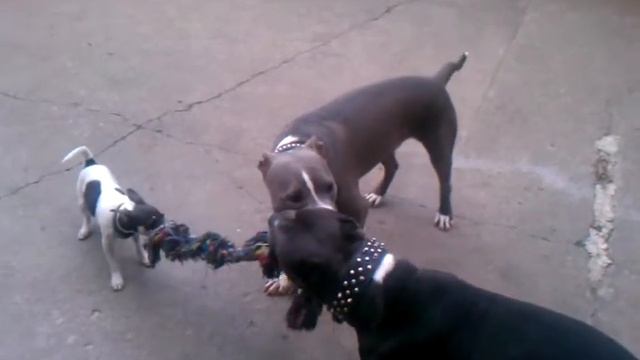 Pitbull vs toy fox terrier tug of war смотреть онлайн