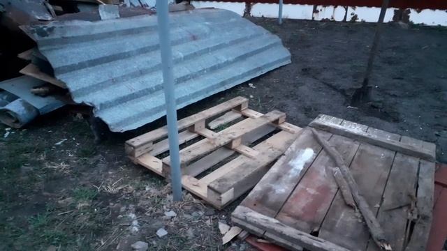 тайная жизнь домашних животных. коты играют. отличие шотландца от британца