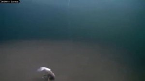 огромный налим поклёвка огромнава налима на камеру под водой #shortvideo #ловим_рыбу #fishing