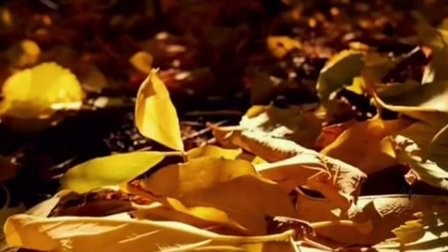 Настроение - Добра и Мира #настроение #добрыйдень #день #красиваявидеооткрытка