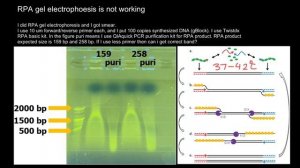 Recombinase Polymerase Amplification (RPA) Troubleshooting