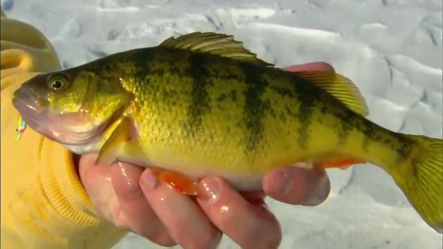 Big perch fishing with worms & soft-bait underwater attacks Рыбалка крупный окунь на червя смотреть онлайн