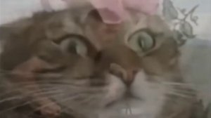 вьетнамские флешбеки с котами