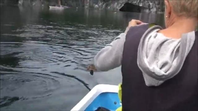 Утка преследователь