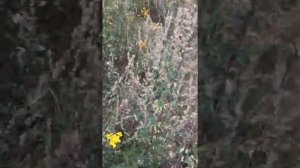 Полынь полевая, уникальный химический состав, лечебные свойства и противопоказания