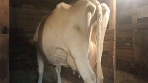 чёрная полоса Мани