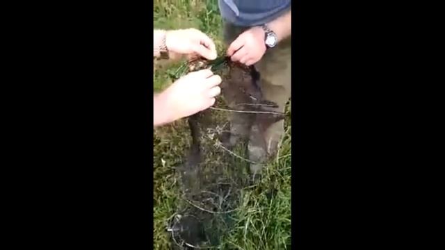 Рыбаки ловили рыбу А поймали змею Ужа #змея #уж #рыбалка #рыба #рыбаки смотреть онлайн