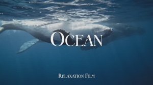 The Ocean Film 4K - Deep Relaxation and Nature Underwater - Video Ultra HD