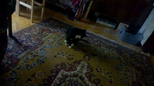 Кот ловит хвост смотреть онлайн