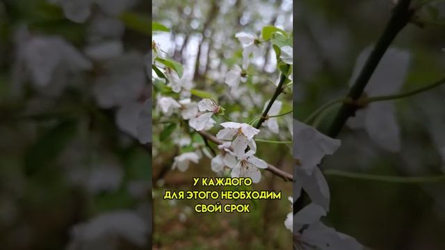 Возрождение неизбежно  #этериильина #shorts #возрождение #жизнь