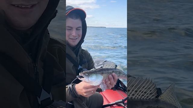 РАЗДАЧА СУДАКОВ #norstream #fishing #рыбалка #спиннинг