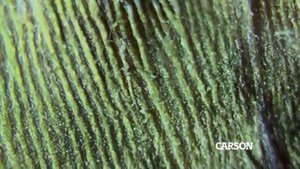 Carson MicroBrite Plus 60x-120x Power LED Lighted Pocket Microscope