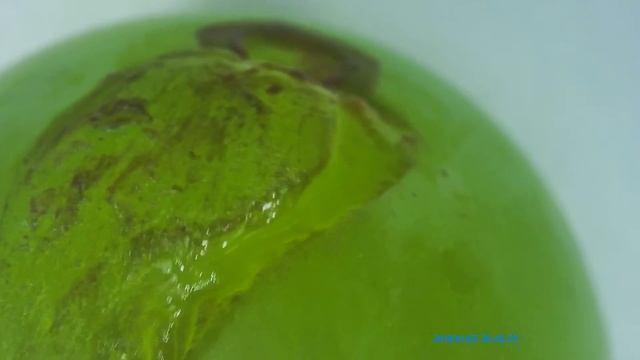 A grape whose skin has been partly torn off. Like Andes Mountains смотреть онлайн