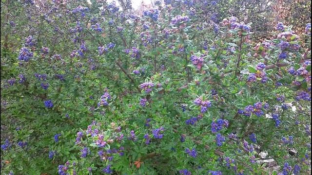 What is a pocket park? смотреть онлайн