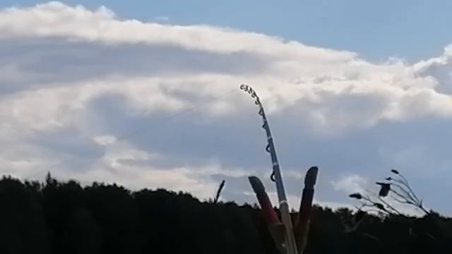 Поклевка на фидер, крупный план. смотреть онлайн