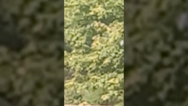 Голуби Ломова С Гости смотреть онлайн