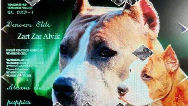 Щенки из питомника Амстафф Квазар Голд