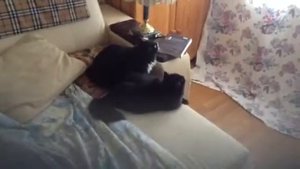 Кошки ловят бабочку