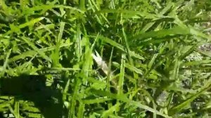 Рыбалка на воблеры с берега