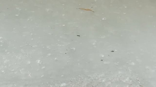 Жук-плавунец смотреть онлайн