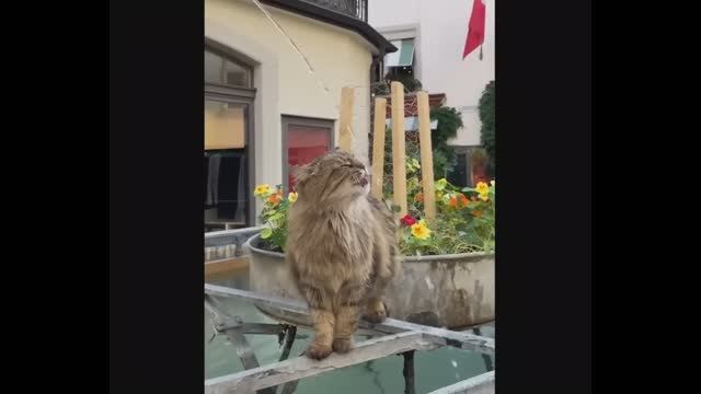 Попробуй не засмеяться, удивительно смешные кошечки и собачки, часть 36