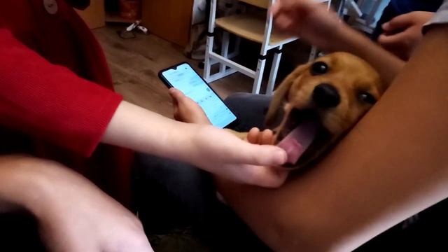 На др одной девочки ей подарили маленькую таксу смотреть онлайн