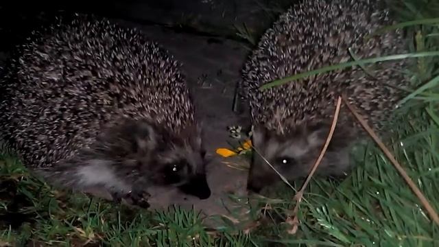 ежики смотреть онлайн